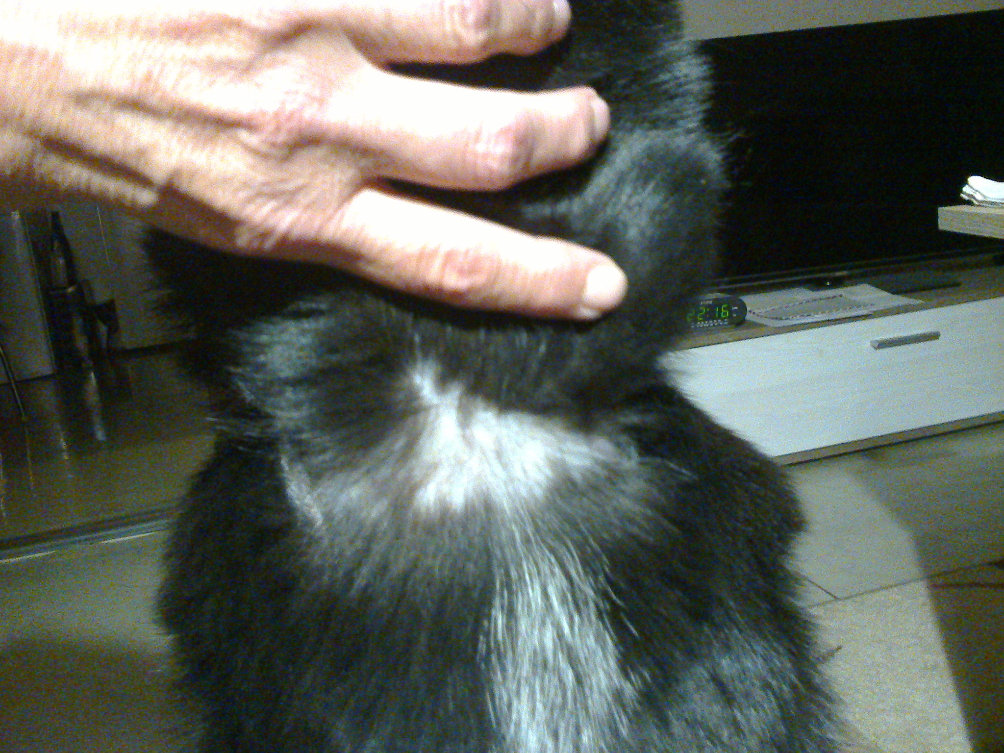 Obojek proti klíšťatům?