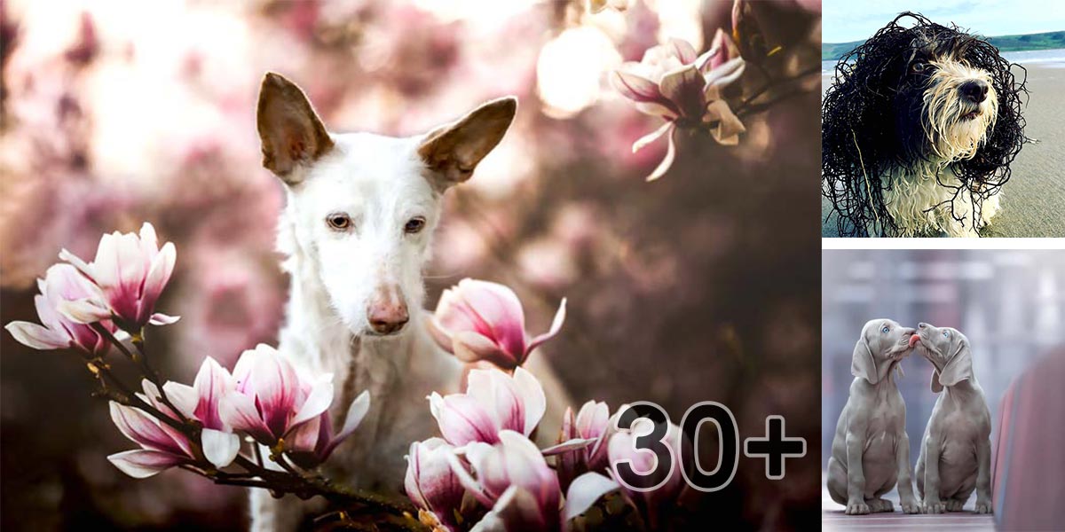 Už známe všech 10 psích vítězů v celosvětové fotografické soutěži roku 2019! (30+ obrázků)