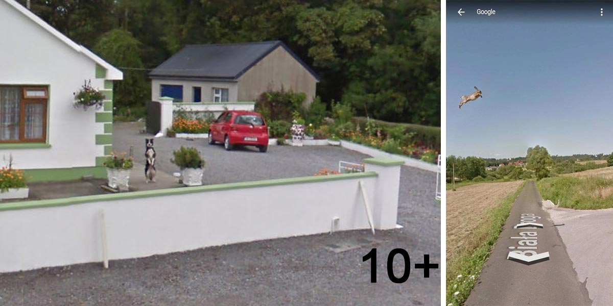 10+ psů a zvířat, která jsou na mapách Google přistižení při činu