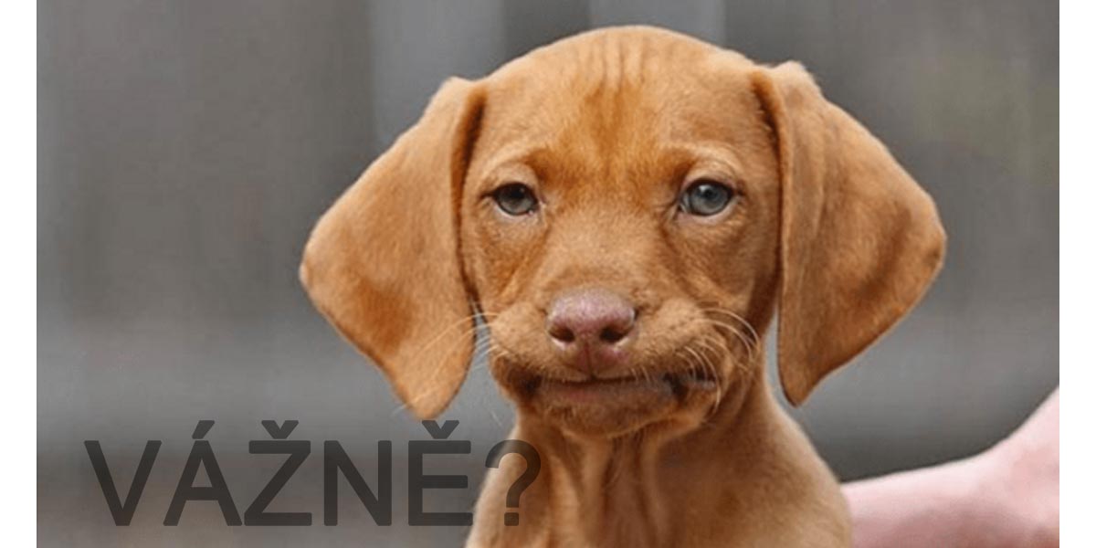 Máte psa? Tak do konce roku musí mít čip. Řada z nás je ale proti...