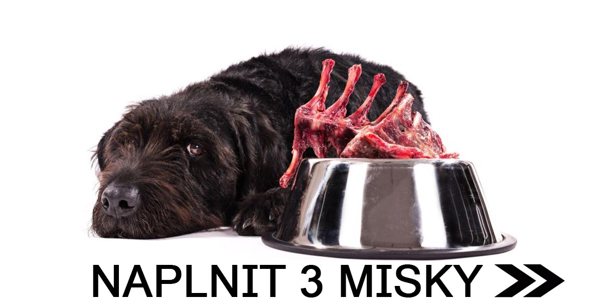 Naplňte 3 misky psům v útulcích jedním kliknutím
