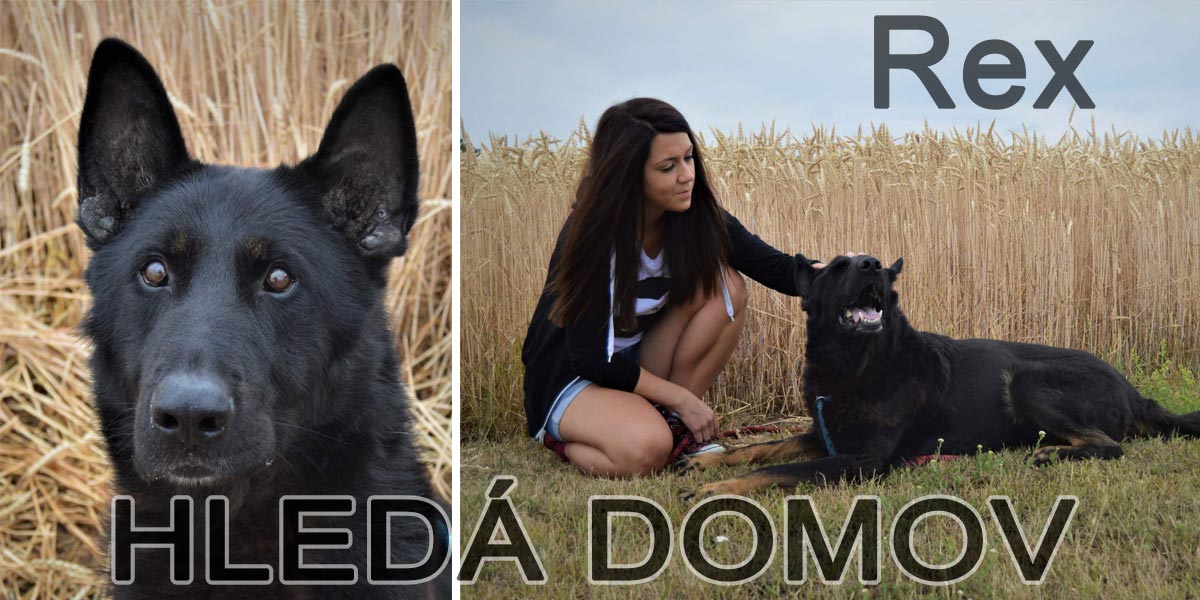 Vlčák rex se špatnou minulostí hledá správného majitele
