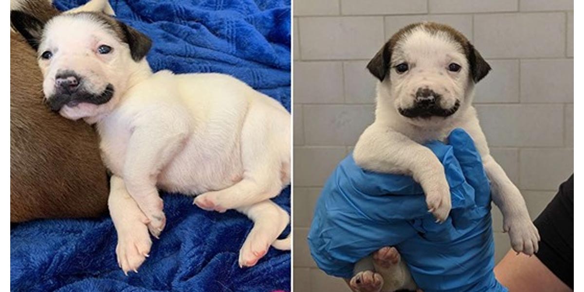 Tahle fenka se v útulku narodila s tím nejkrásnějším knírkem