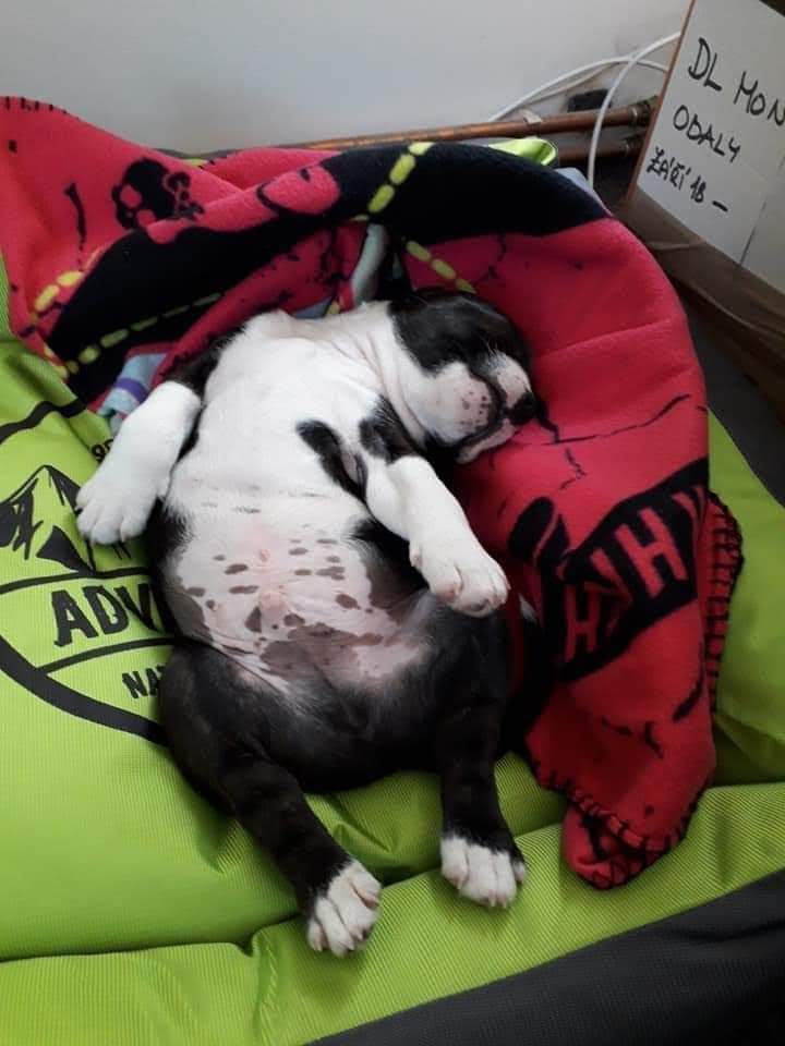 Nový člen rodiny
