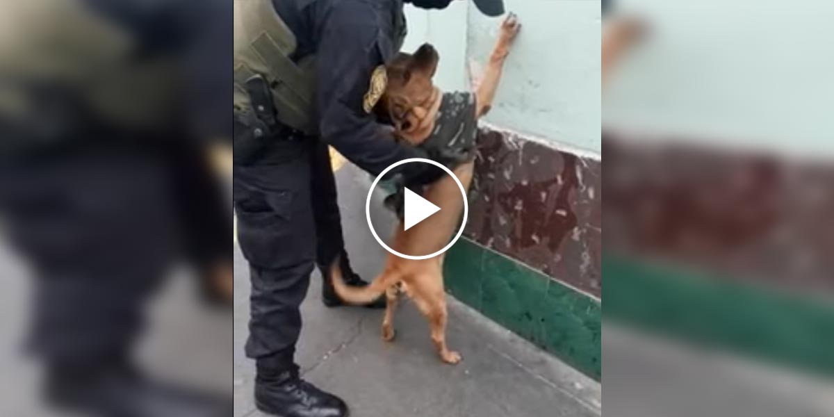 Pouličního psa adoptovala Policie, teď ho i zaměstnala