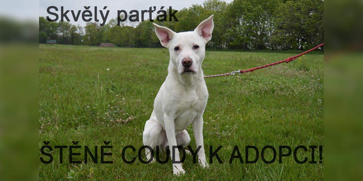 Štěně křížence labradora a dogy stále hledá novou rodinu
