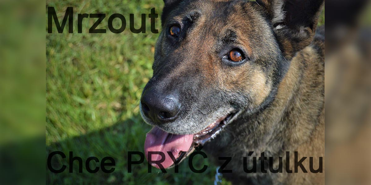 Mrzout čeká na novou rodinu, která ho nezklame