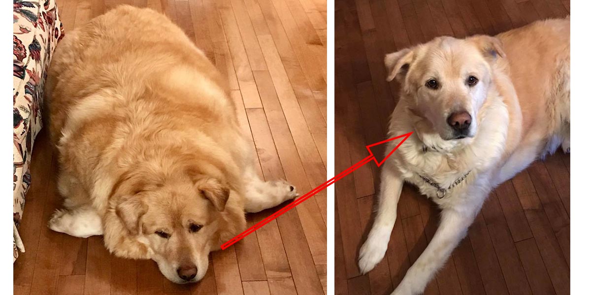 ******** majitel psa přivedl na eutanázii kvůli nadváze. Veterinář mu našel nový domov