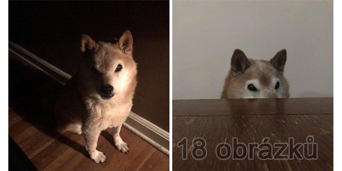 Shiba-Inu, která vždy vypadá jako zabiják (18 obrázků)