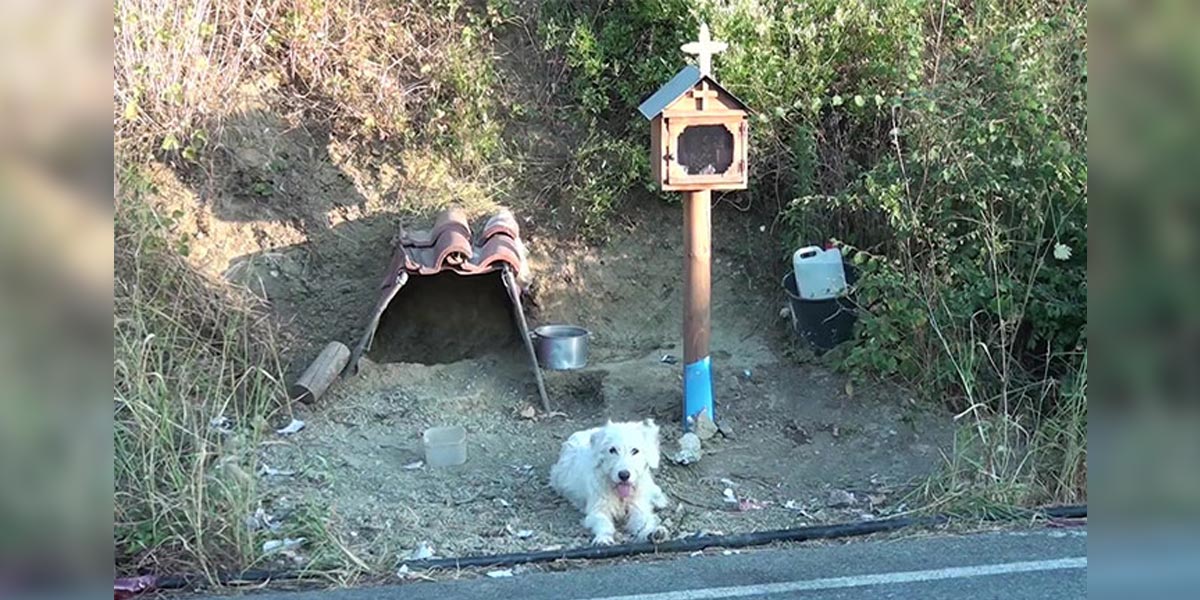 Věrný pes odmítá opustit místo nehody svého majitele už 18 měsíců, místní mu postavili obydlí