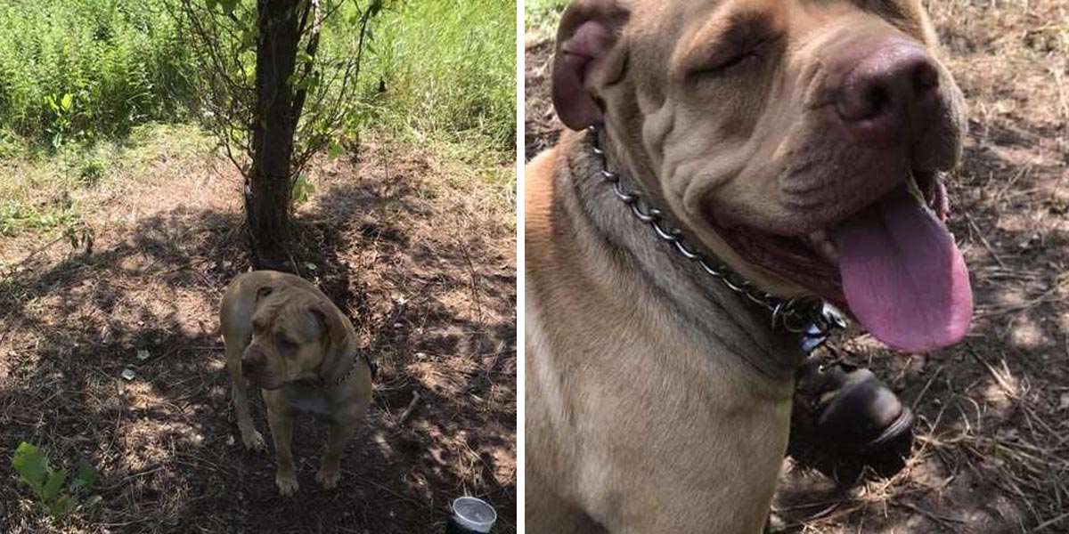 Uvázaný pes u stromy věnoval záchranářům ten nejkrásnější psí úsměv