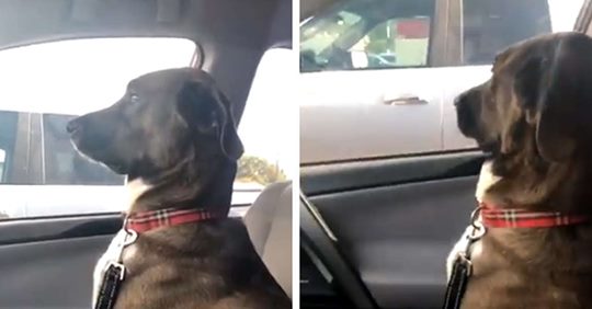 Majitelka od psa dostala studenou sprchu, když ho přivezla k veterináři...