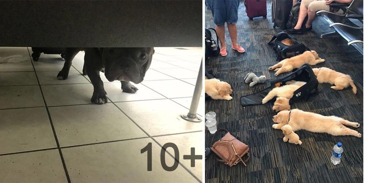 5+ neuvěřitelných psích zážitků na letišti