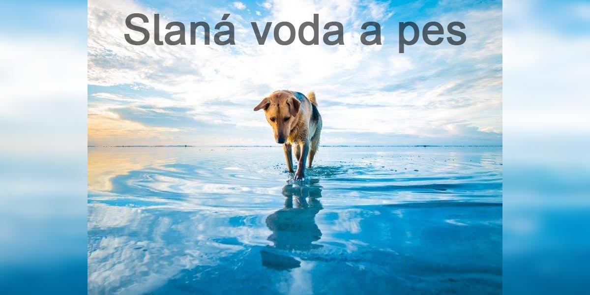 Pes a mořská voda. Riziko nebo přínos?