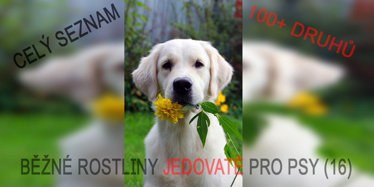 Seznam jedovatých rostlin a květin pro psy
