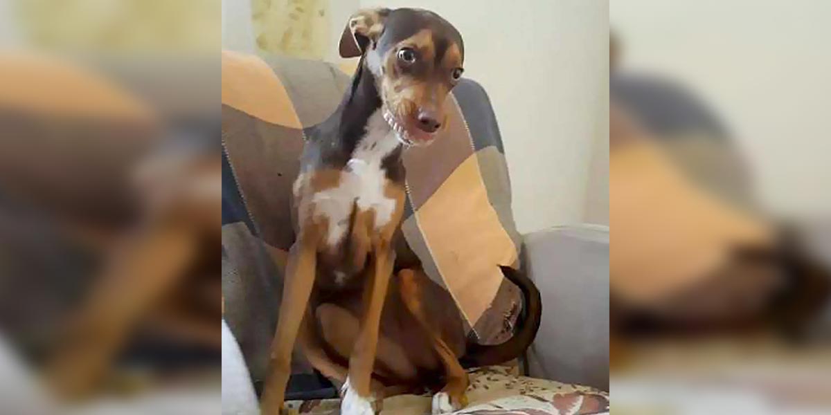 Nemohl si pomoc, měl jen PSÍ ÚSMĚV, když babička hledala protézu...