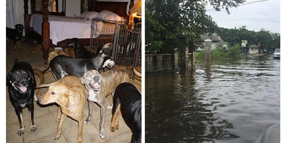 Žena na Bahamách před hurikánem pochytala 97 psů a vzala je do bezpečí