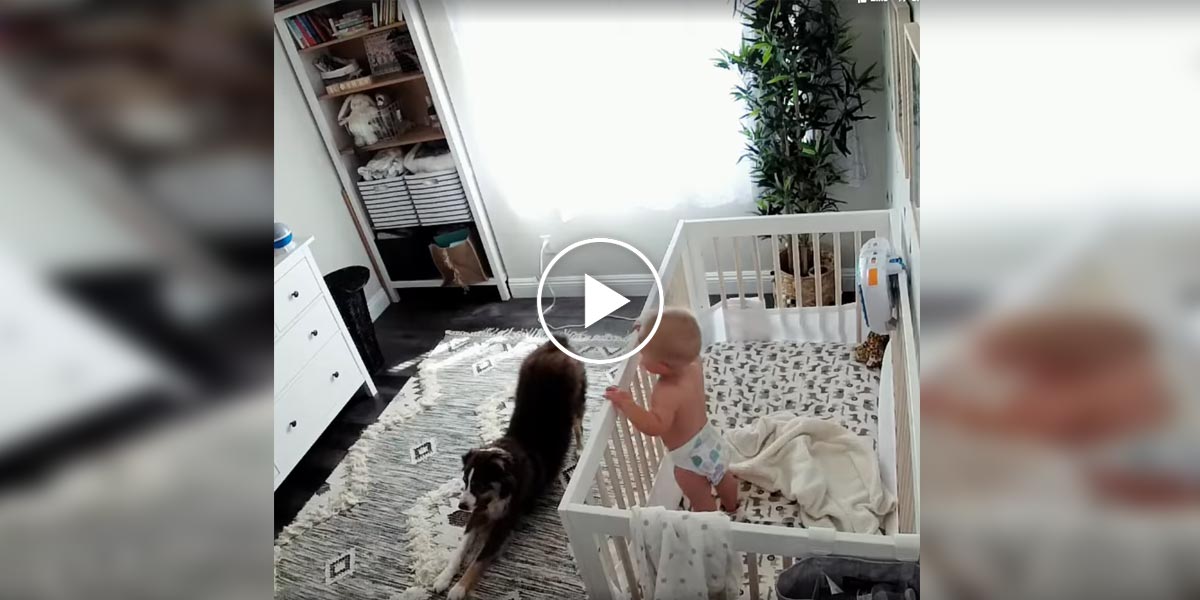 Pes, miminko a jejich ranní rutina
