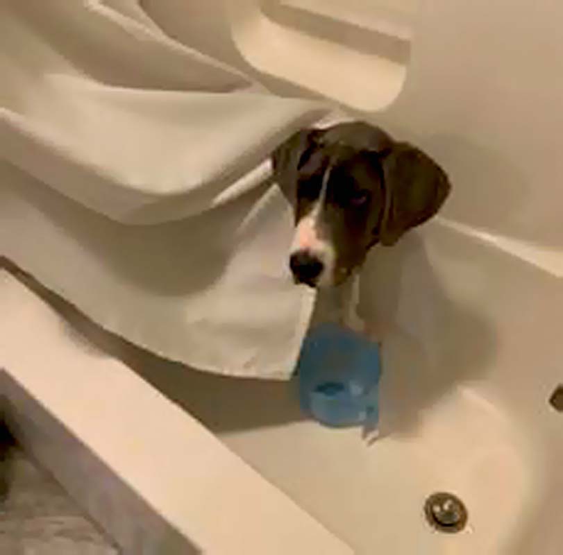 Testovací článek chovatelské stanice.