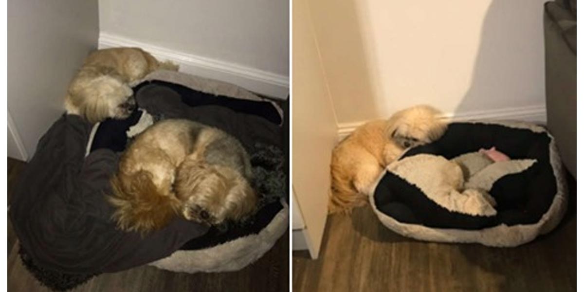Pes odmítá spát na místě, kde spával jeho kamarád