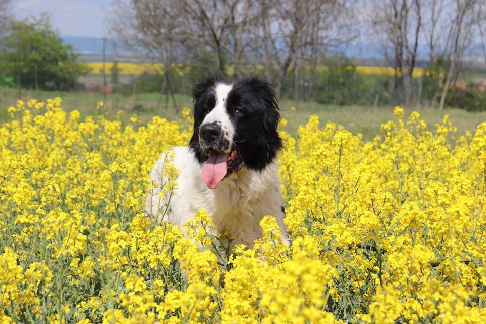 Velký pašák - Omar hledá novou rodinu