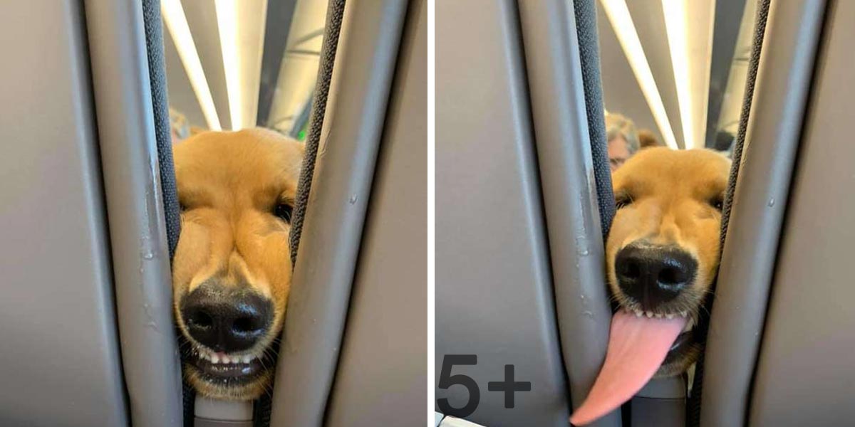 Tenhle zlatý retrívr přesně ví, jak zabavit cestující při dálkovém letu