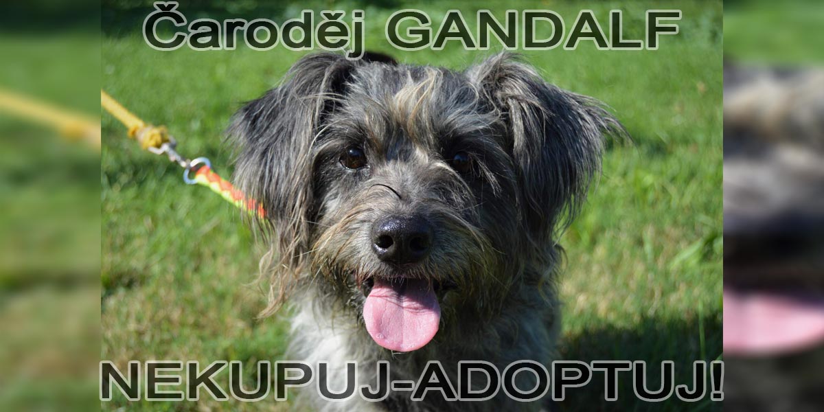 Našli ho uvázaného v lese u stromu, nyní hledá Gandalf normálního majitele