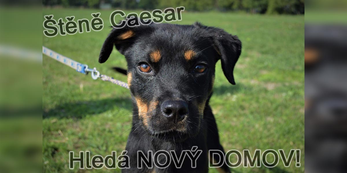 Štěňátko Caesar čeká v útulku na novou rodinu
