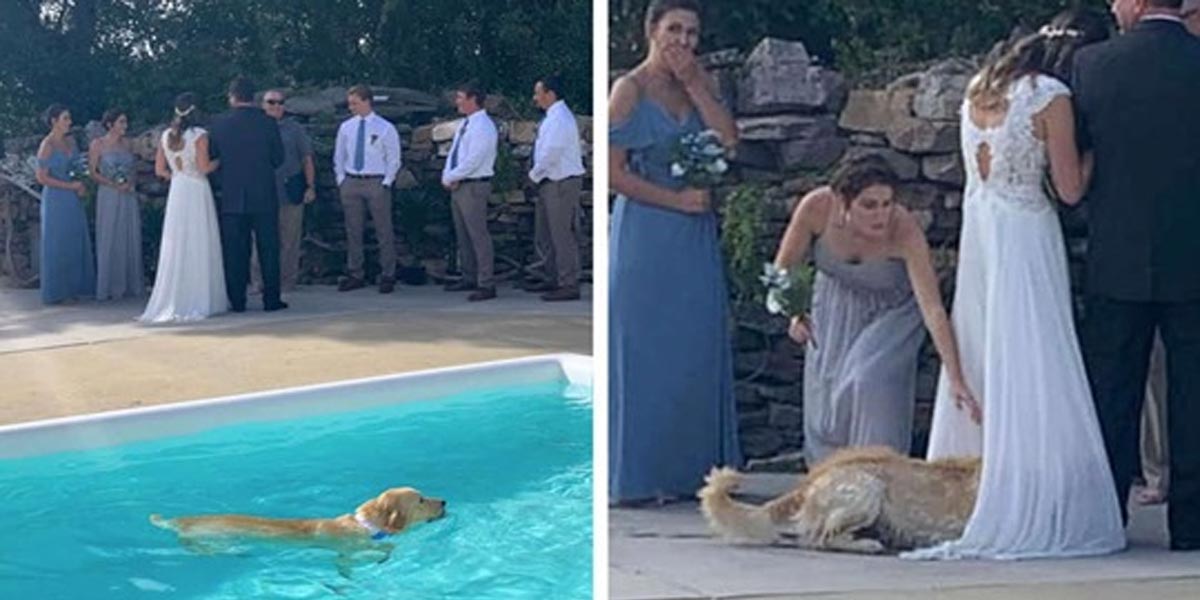 Zlatý retrívr skočil během svatby do bazénu, pak si našel originální místo na osušení...
