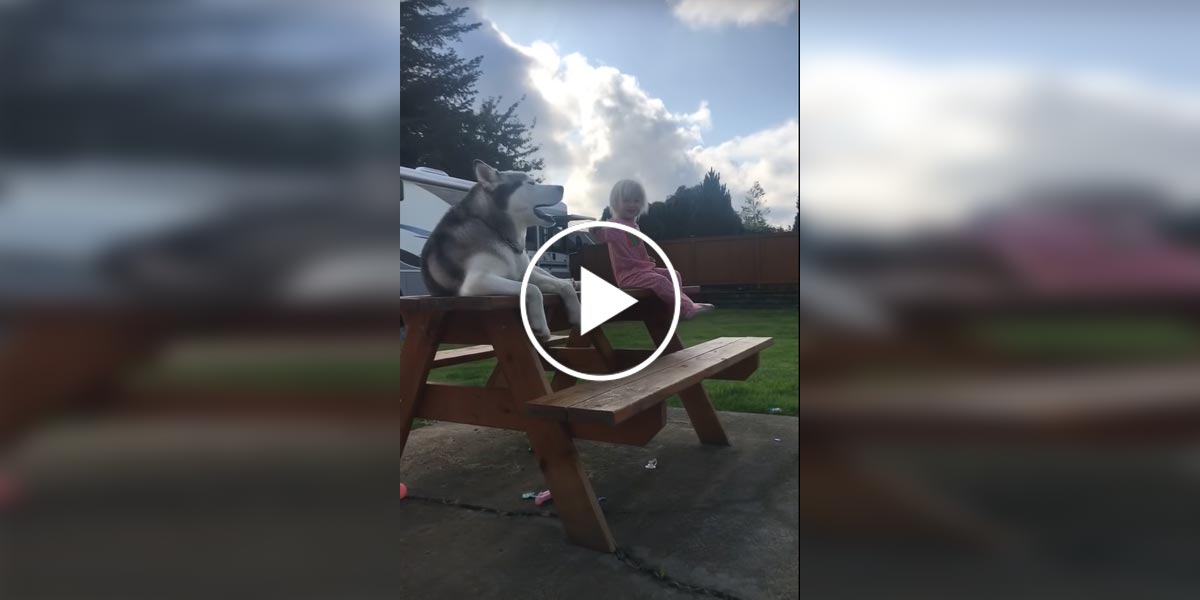 Holčička a husky spolu vedou dlouhé konverzace v řeči, které rozumí jen oni