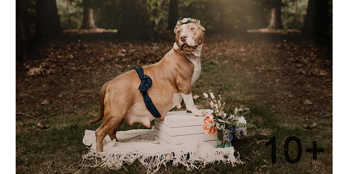 Tahle fenka pitbula má vlastní mateřské fotoalbum, vypadá opravdu famózně