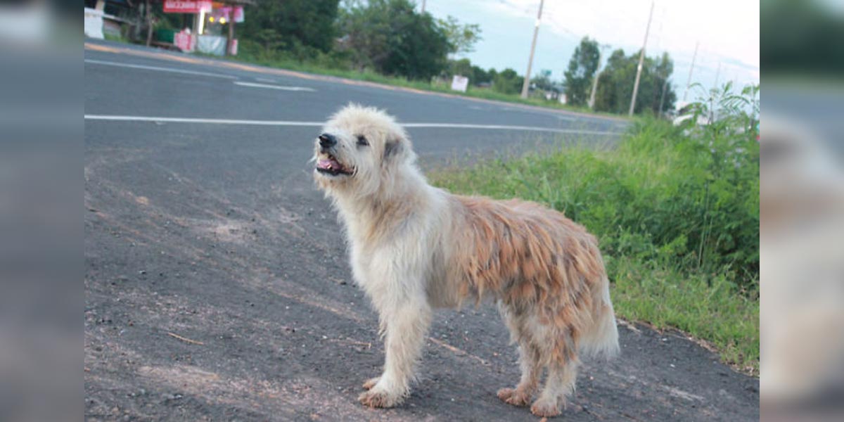 Pes čekal 4 roky na jedno místě, poté se konečně dočkal majitele, který ho ztratil