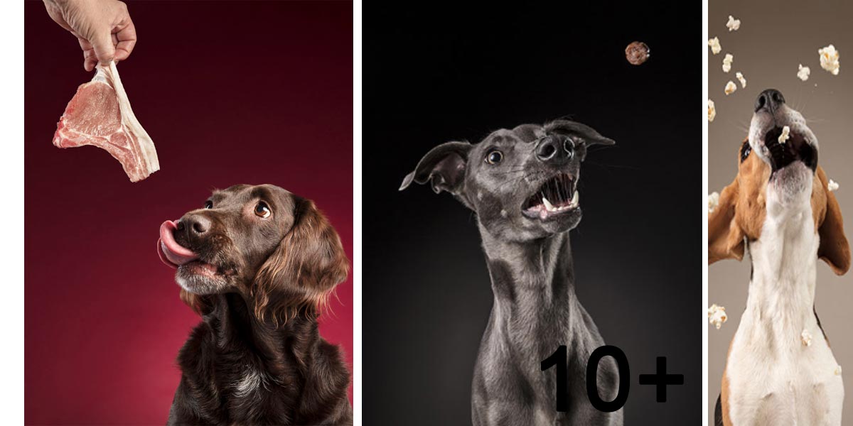 Zachytil jsem psí reakce na jídlo (NOVÉ obrázky 15+)