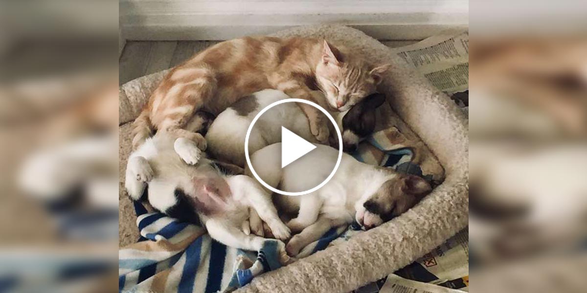 Tahle kočka adoptovala osiřelá štěňata, chrání je jako vlastní