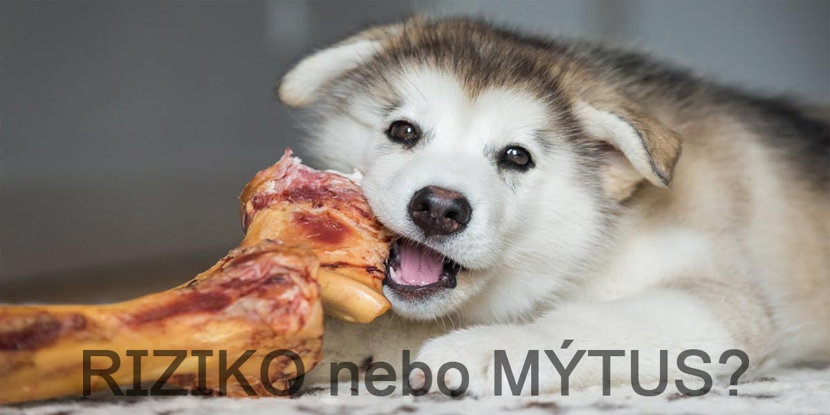 Pes nesmí kost? Zvěřina a vařené kosti ho mohou ohrozit na životě