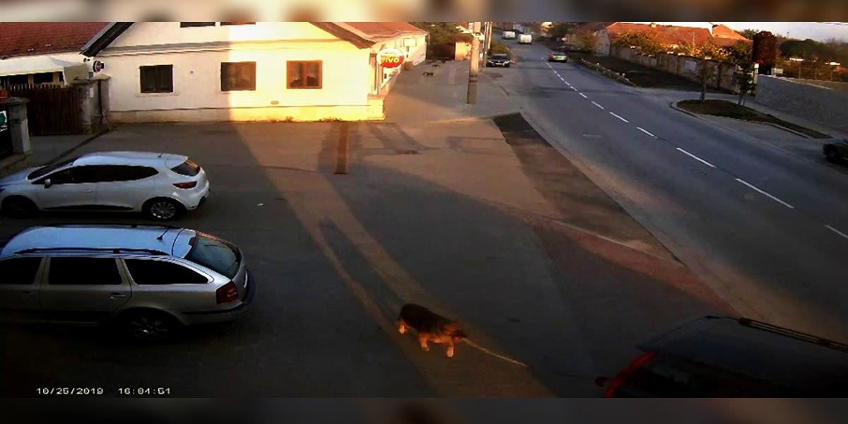 Majiteli z Brna utekl pes, za trest ho přivázal za auto a šlápl na plyn