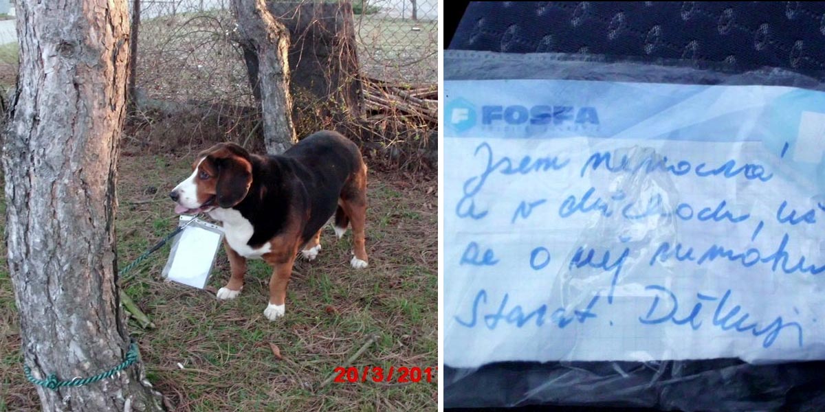 Opuštěný pes s cedulkou u krku čekal na pomoc