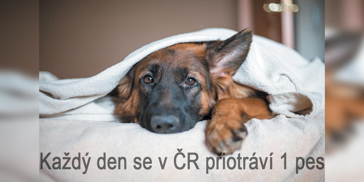 Každý týden se v ČR otráví jeden pes kvůli nepozornosti majitele