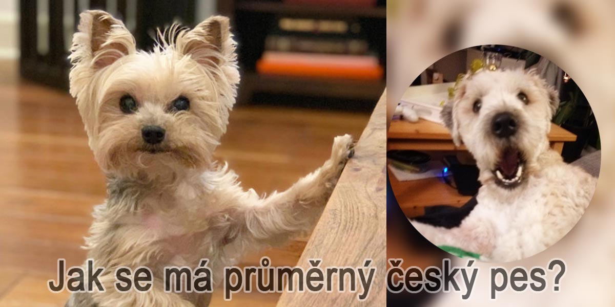 Výzkum: Kolik % Čechů má psa, kde spí a jak se má průměrný český pes?