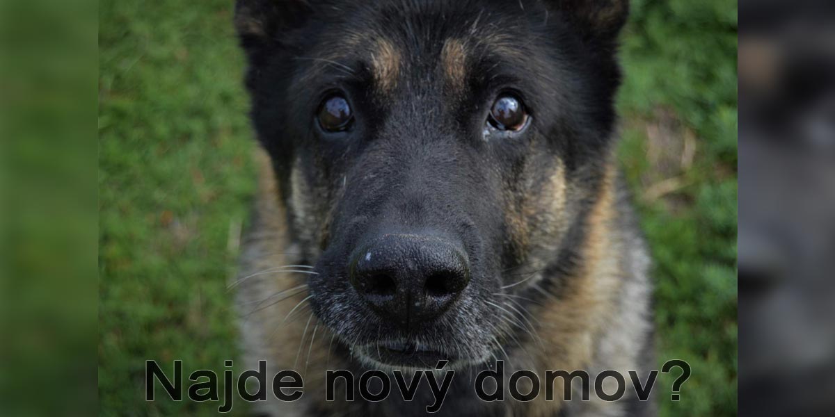 Brit v nejlepších letech hledá novou rodinu