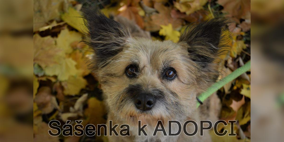 Krásná fenka Sáša hledá nový domov!