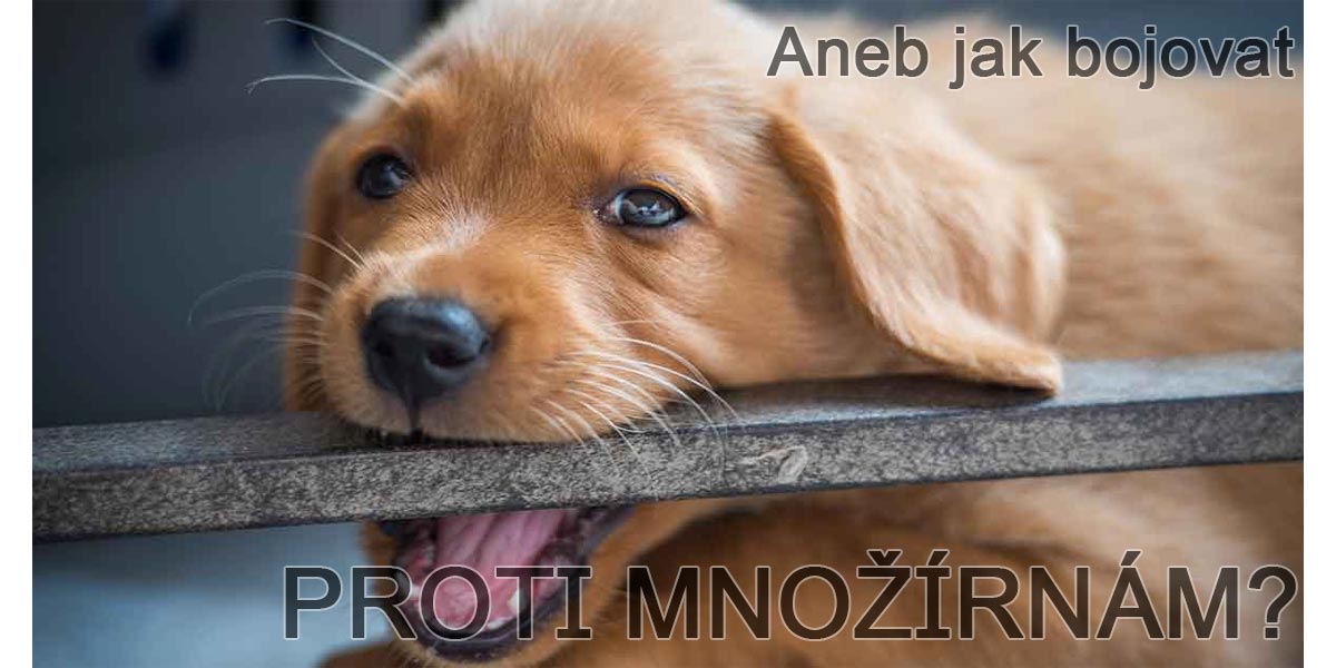 10 mýtů o povinném čipování