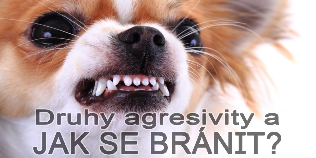 3 důvody, proč jsou psi agresivní a jak agresi efektivně předcházet