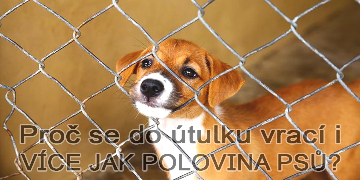 Když se vám pejsek k adopci vrátí už po šesté zpátky do útulku...