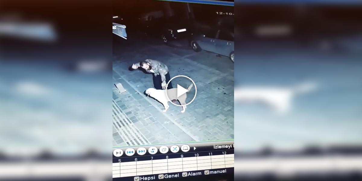 Skrytá kamera zachytila náhodného muže s pouličním psem