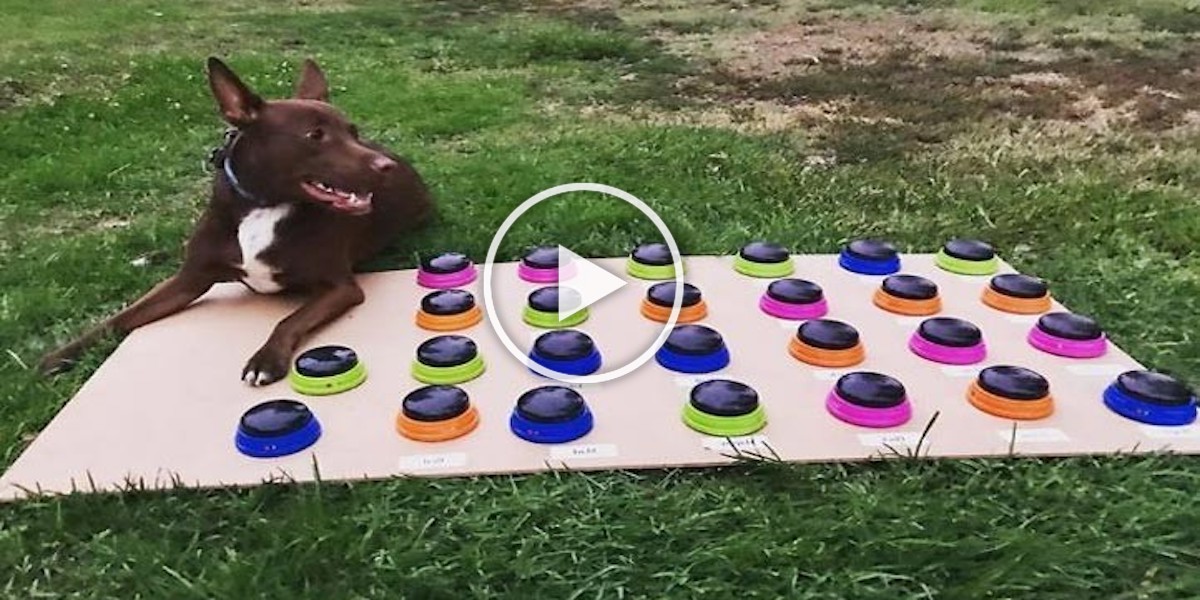 Tenhle pes se naučil mluvit s lidmi, ovládá 29 slov