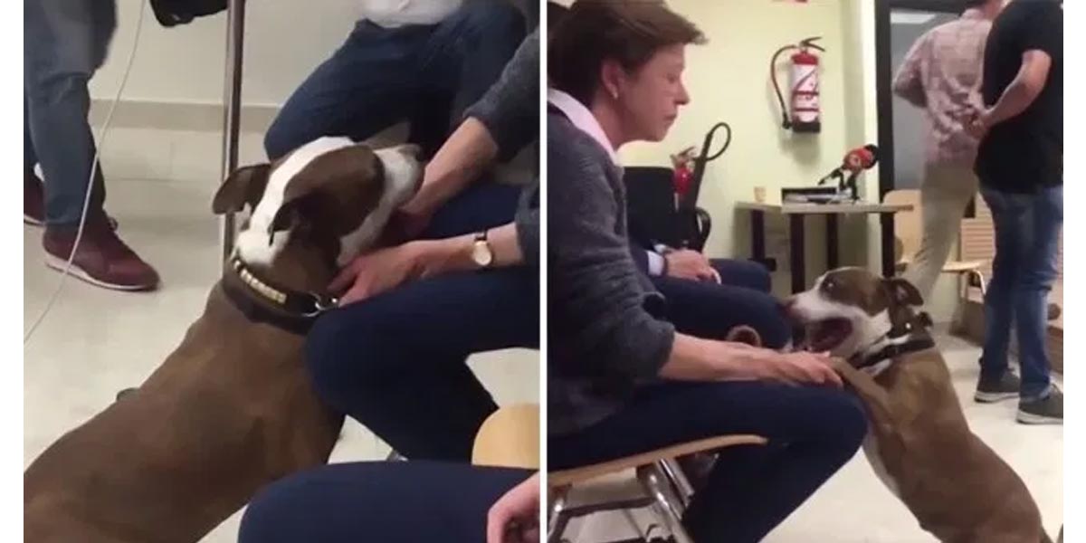První pes na světě, který byl před soud předvolán jako svěděk