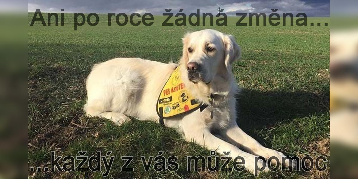 Asistenční pes stále nemá právo vstoupit do škol aj., dokážeme to změnit?