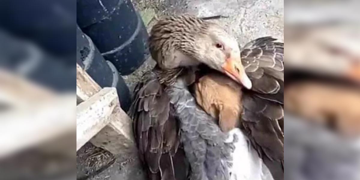 Nejprve jsem si myslela, že na něj útočí, pak se k němu přitulila