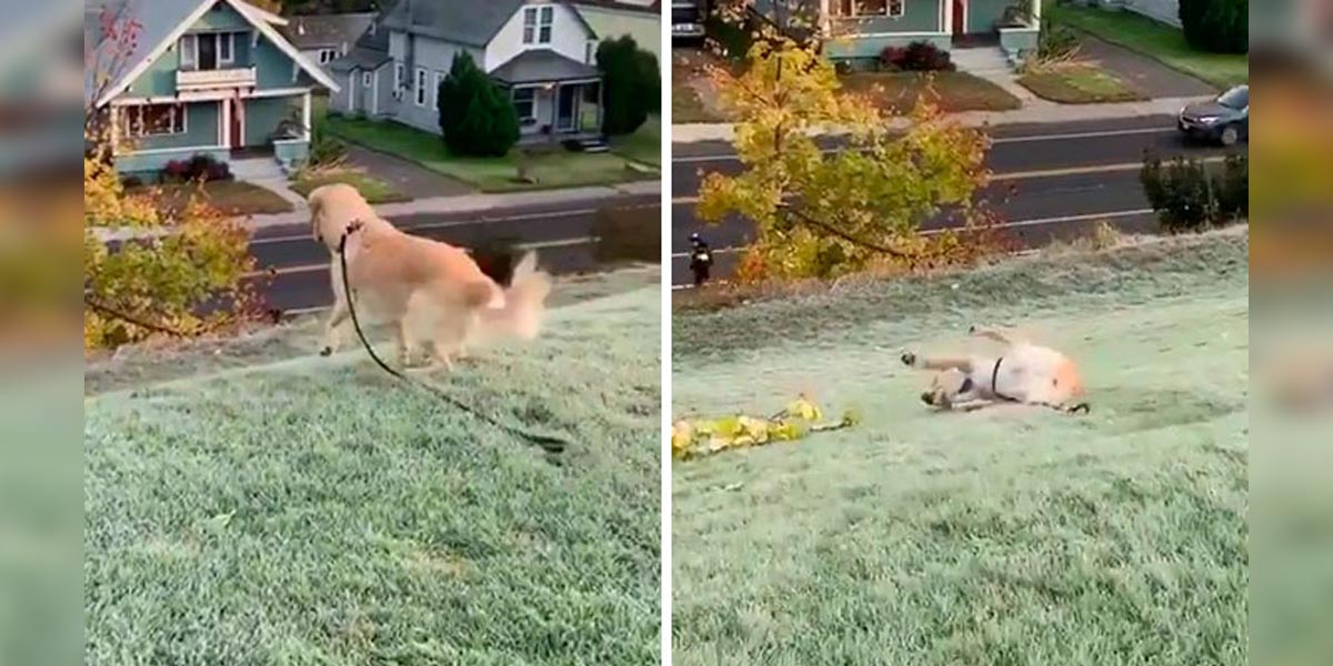 Tenhle zlatý retrívr si zamiloval jízdu z kopce, jeho nadšení vypovídá za vše